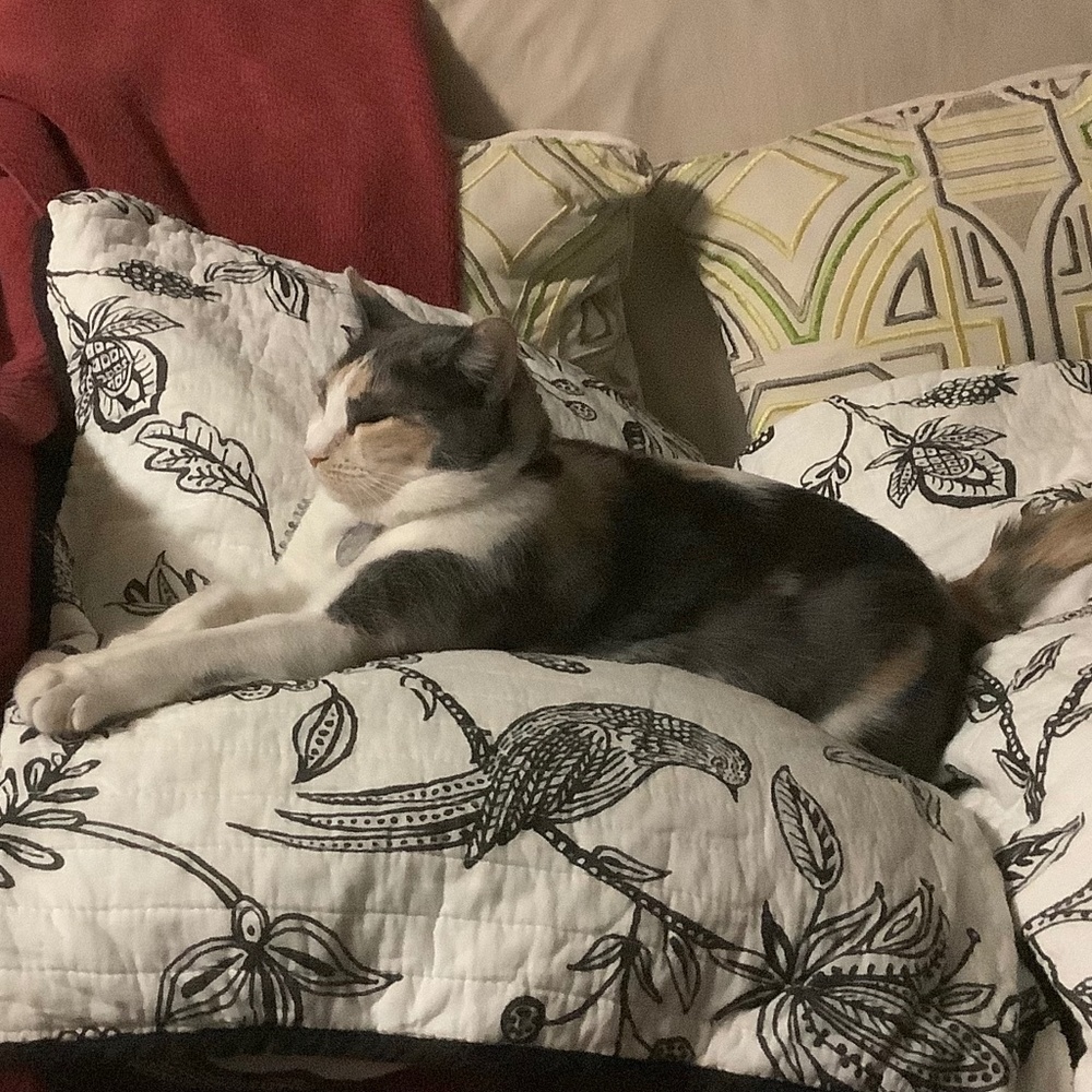 Meet your Posher, Kelly